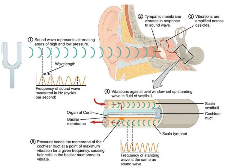 A detailed diagram of how sound waves interact with the inner ear mechanisms.